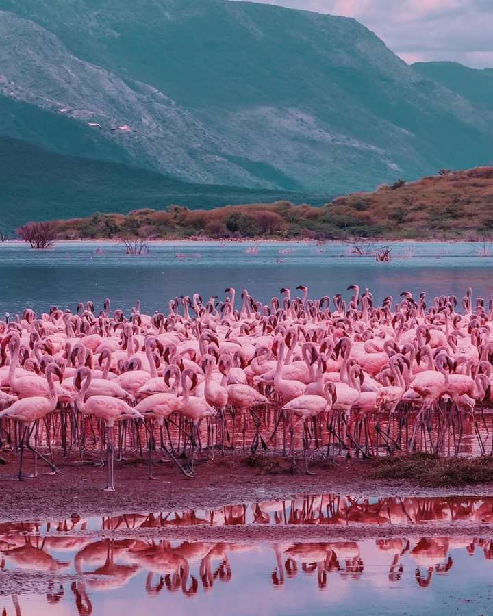 Lake Nakuru